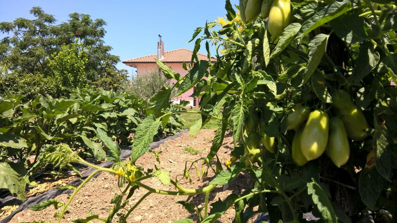 B&B Macchia D'Olmo 卡帕乔-帕埃斯图姆 外观 照片